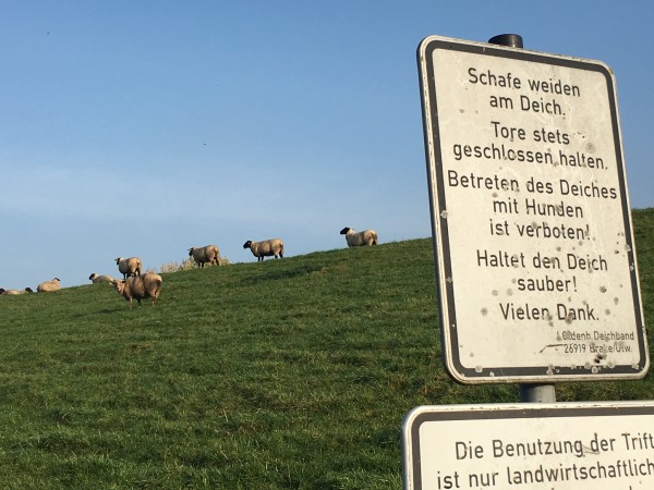 Idylle am Deich in Orth!